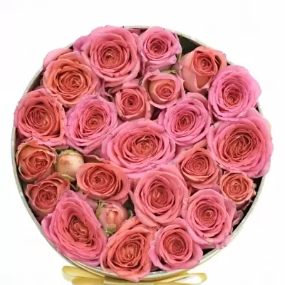 Krabička růží CHIMO šampaň 13,5x8cm