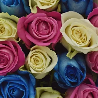 Krabička růží DELOREAN modrá 19x9cm