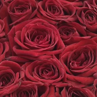 Krabička růží DOMINICA červená 13,5x8cm