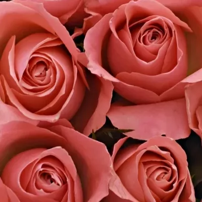 Krabička růží FEIWEL červená 15x8cm