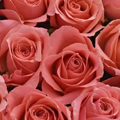 Krabička růží FEIWEL červená 24x10cm