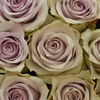 Krabička růží FIFTH AVENUE! modrá 15x8cm