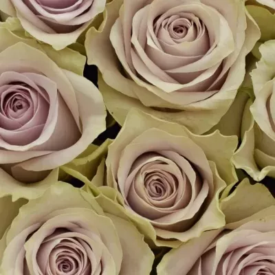 Krabička růží FIFTH AVENUE! šampaň 15x8cm