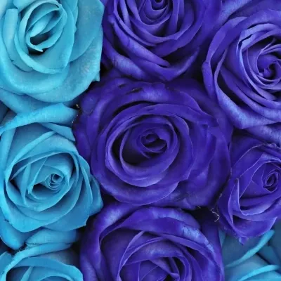 Krabička ruží HEARTBLUE modrá 19x9cm