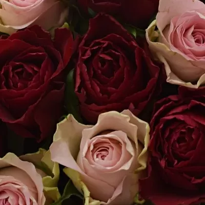 Krabička růží MADAM BISOU červená 19x9cm