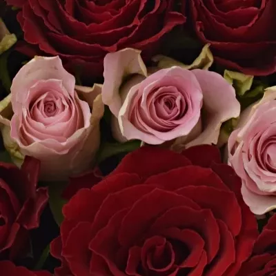 Krabička růží MADAM BISOU červená 24x10cm