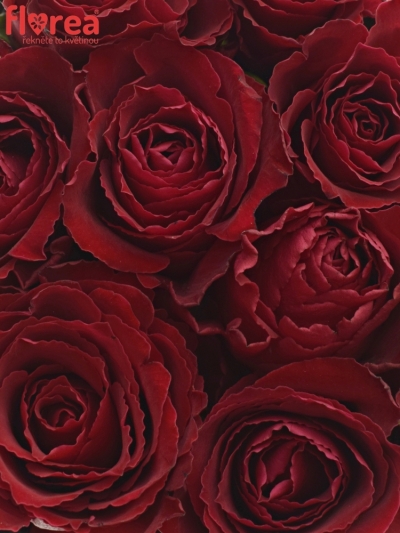Krabička růží MADAM RED červená 15x8cm