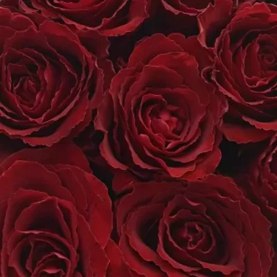 Krabička růží MADAM RED červená 19x9cm