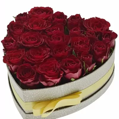 Jednodruhová krabička 23 červených růží MADAM RED 24x10cm