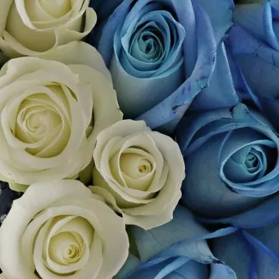 Krabička růží MARIETTANA mondrá 15x8cm