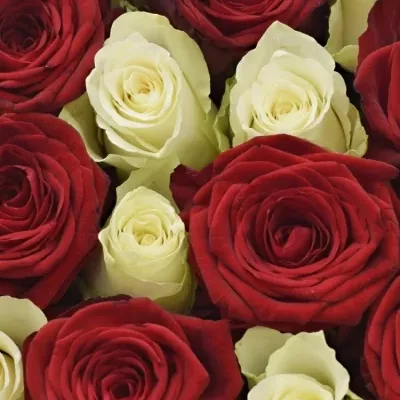 Krabička růží MICHELLE červená 19x9cm