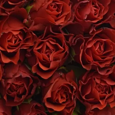 Krabička růží na Den Matek 2019 - 02