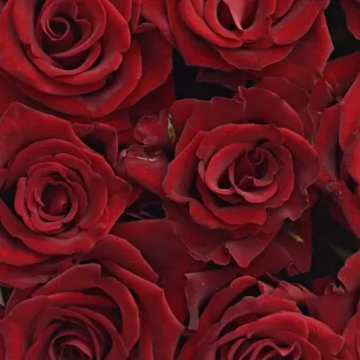 Krabička růží na Den Matek 2019 - 07