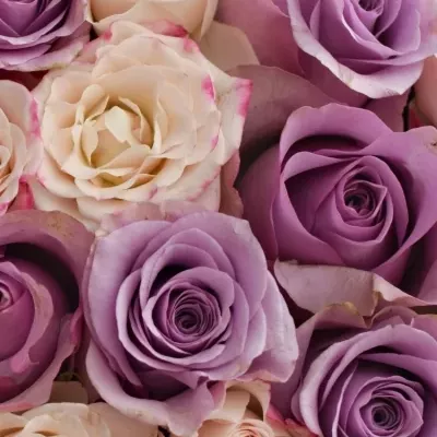 Krabička růží NIGHTFLEX šampaň 15x8cm