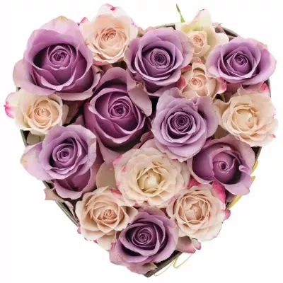 Krabička růží NIGHTFLEX šampaň 15x8cm