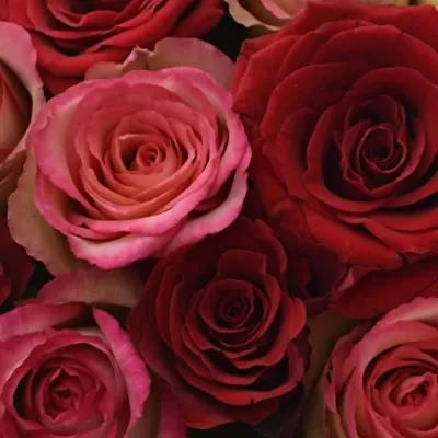 Krabička růží ODETTE modrá 15x8cm