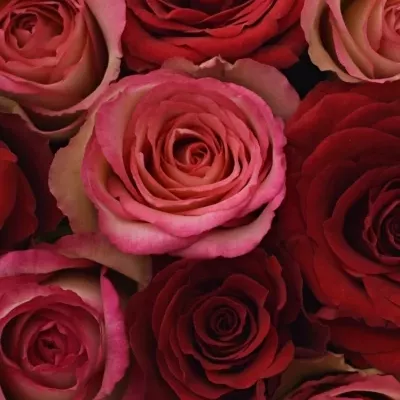 Krabička růží ODETTE šampaň 15x8cm