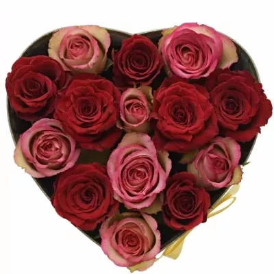 Krabička růží ODETTE šampaň 19x9cm