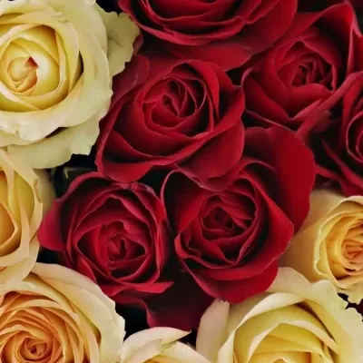 Krabička ruží Ofir červená 15x8cm