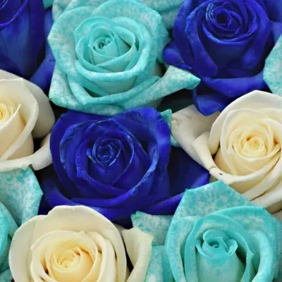 Krabička růží PERSE modrá 19x9cm