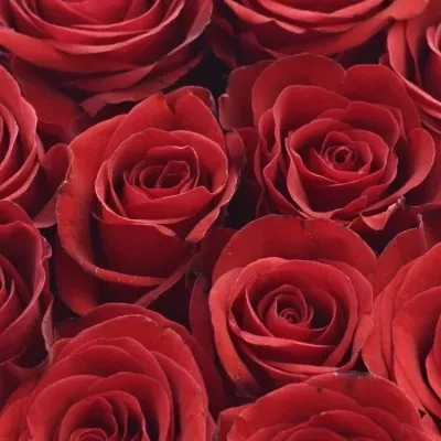 Krabička růží RED RIBBON červená 13,5x8cm
