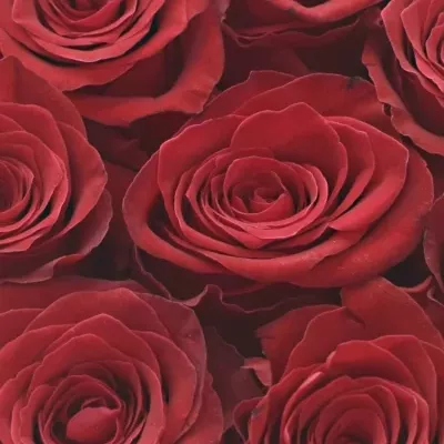 Krabička růží RHODOS červená 13,5x8cm