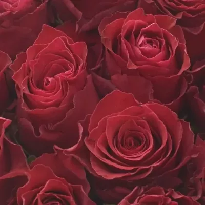 Krabička ruží RHODOS červená 18x8cm