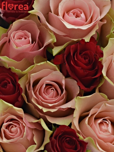 Krabička růží ROSEBELLINE červená 15x8cm