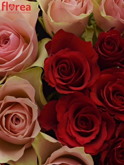 Krabička růží ROSEBELLINE červená 24x10cm