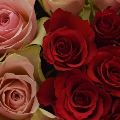 Krabička růží ROSEBELLINE červená 24x10cm