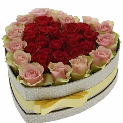 Krabička ruží ROSEBELLINE šampaň 24x10cm