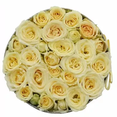 Krabička ruží Salinera šampaň 18x8cm