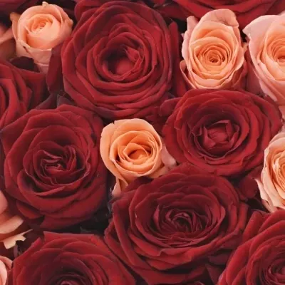 Krabička růží SATINE červená 24x10cm