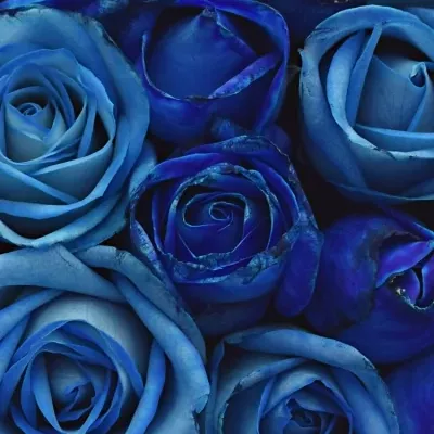 Krabička růží SENNA modrá 19x9cm