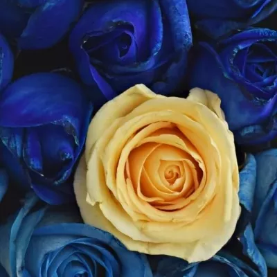 Krabička růží SENNZIA modrá 15x8cm