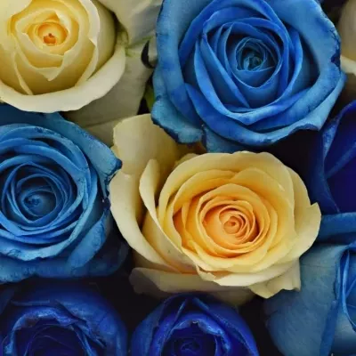 Krabička ruží SEPHORA modrá 24x10cm