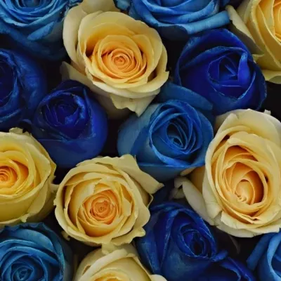 Krabička růží SEPHORA šampaň 24x10cm