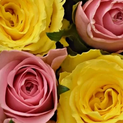 Krabička růží SHANILLA červená 15x8cm