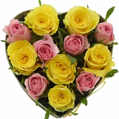 Krabička růží SHANILLA šampaň 15x8cm