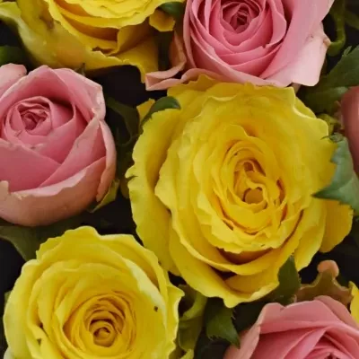 Krabička růží SHANILLA šampaň 15x8cm