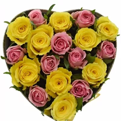 Krabička růží SHANILLA šampaň 19x9cm