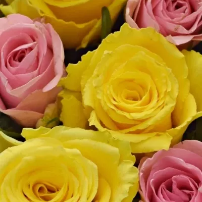 Krabička růží SHANILLA šampaň 19x9cm