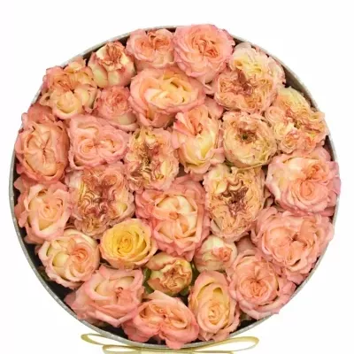 Krabička růží SHOW FLOW šampaň 18x8cm