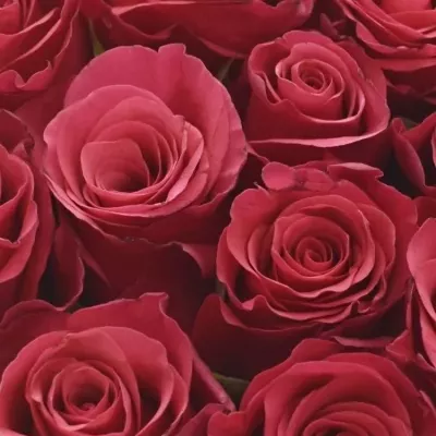Krabička ruží TACAZZI červená 13,5x8cm