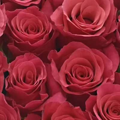 Krabička růží TACAZZI červená 18x8cm
