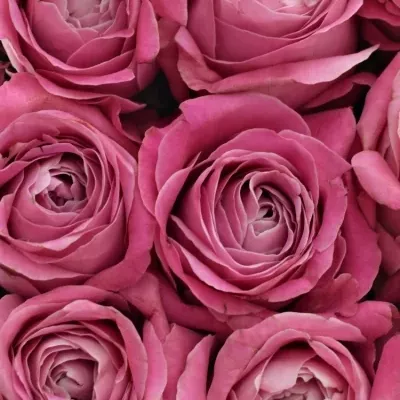 Krabička růžových růží ALL 4 LOVE+ šampaň 24x10cm
