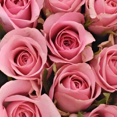 Krabička růžových růží ELIZA šampaň 15x8cm