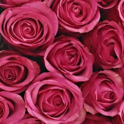 Krabička růžových růží ISADORA šampaň 24x10cm