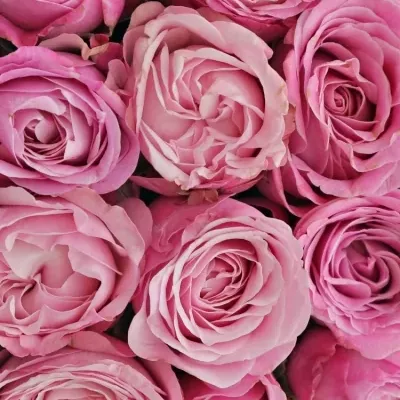 Krabička růžových růží LADY BOMBASTIC šampaň 15x8cm