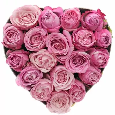 Krabička růžových růží LADY BOMBASTIC šampaň 15x8cm